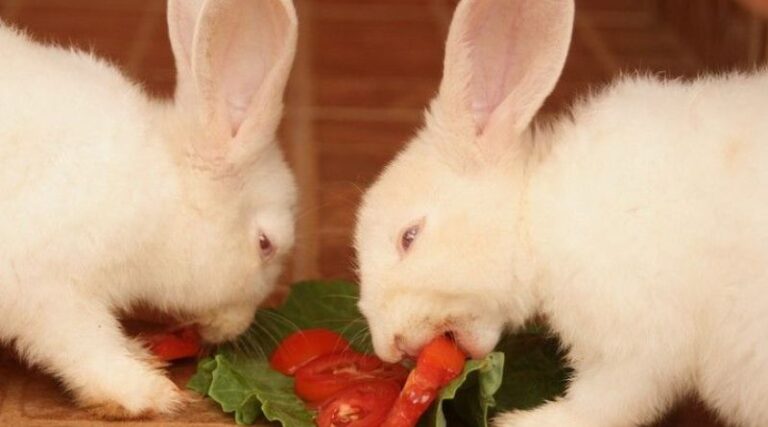 Can Rabbits Eat Tomatoes?